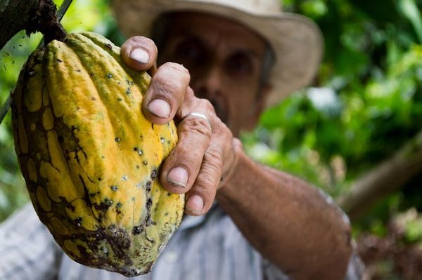 Comment organiser une visite des plantations de cacao en Équateur sans guide?