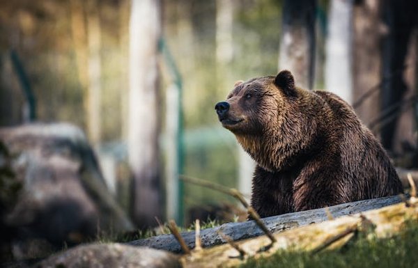 Comment planifier une expédition pour observer les ours bruns dans les forêts de Finlande : conseils et périodes idéales ?